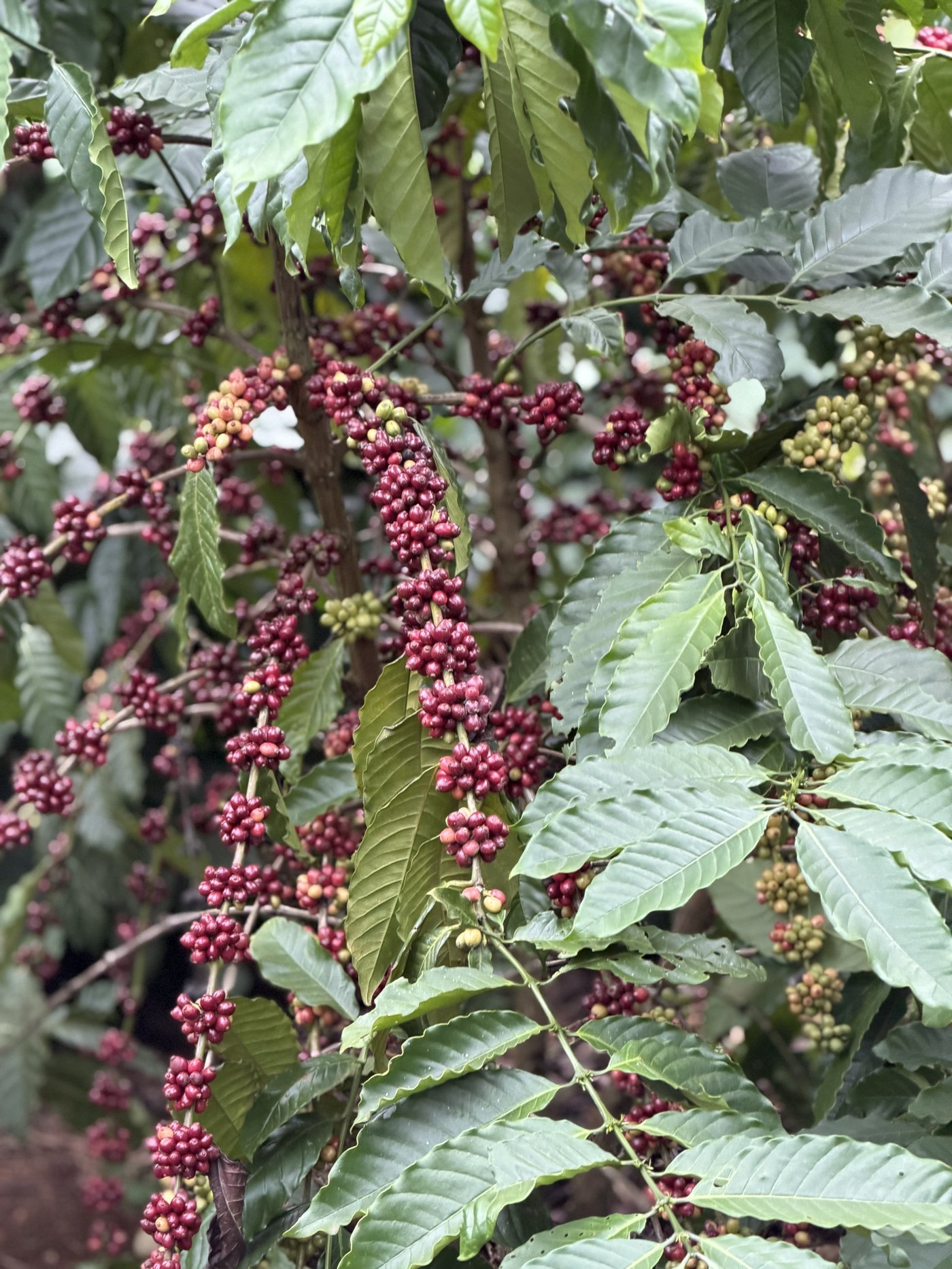 Ripe coffee cherries on the branch at the family farm in Dak&nbsp;Lak