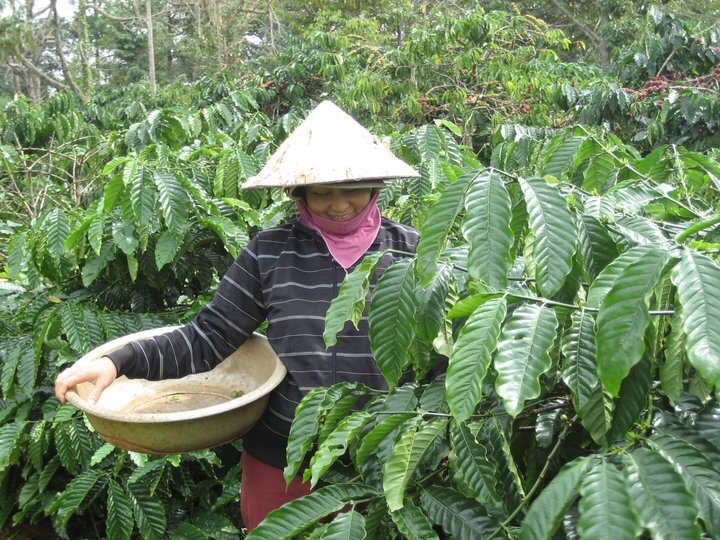 The founder's mother tending coffee trees on the family farm in Dak&nbsp;Lak, November 2014