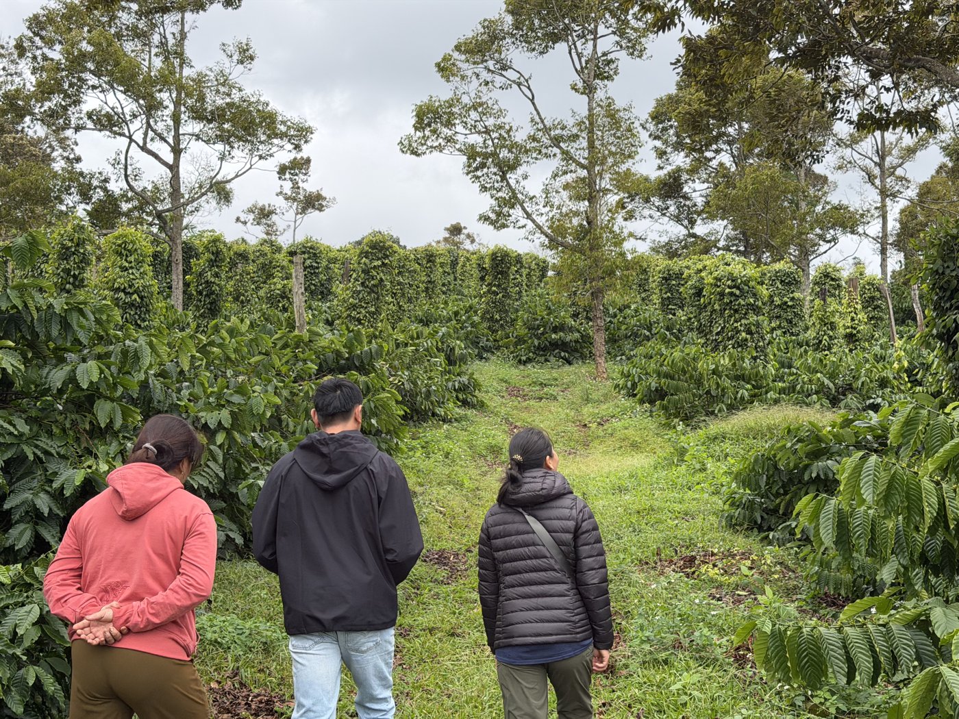 The founder walking through the coffee farm in Dak&nbsp;Lak with her aunt and cousin, November 2025